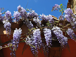 Vivers Càrex - Wisteria sinensis